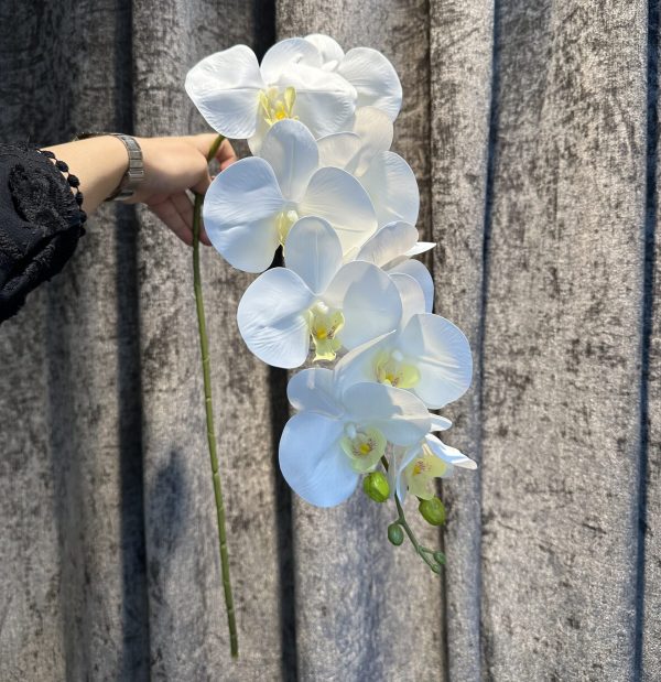 ارکیده لمسی درجه یک