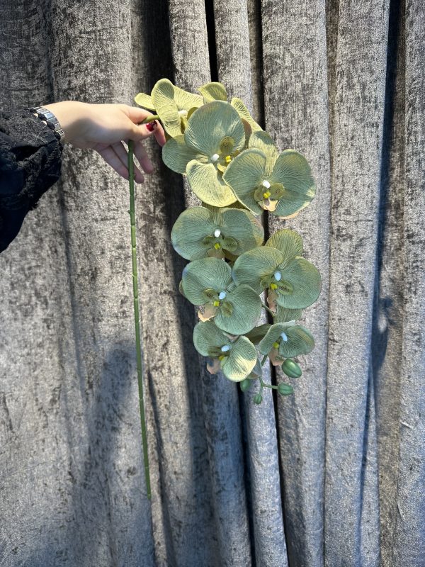 ارکیده سبز