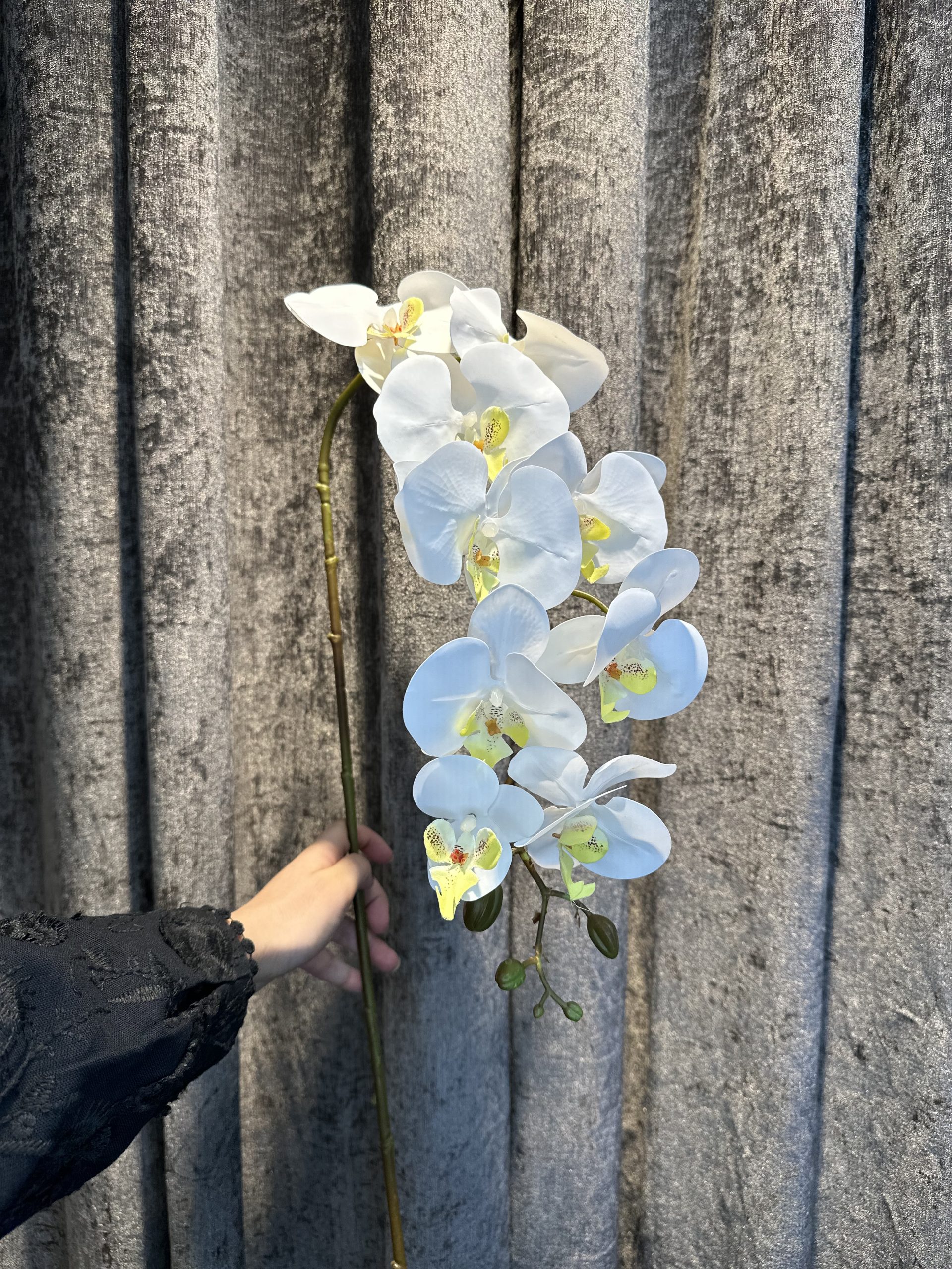 ارکیده لمسی