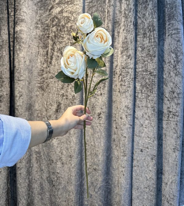رز باکارا شیری