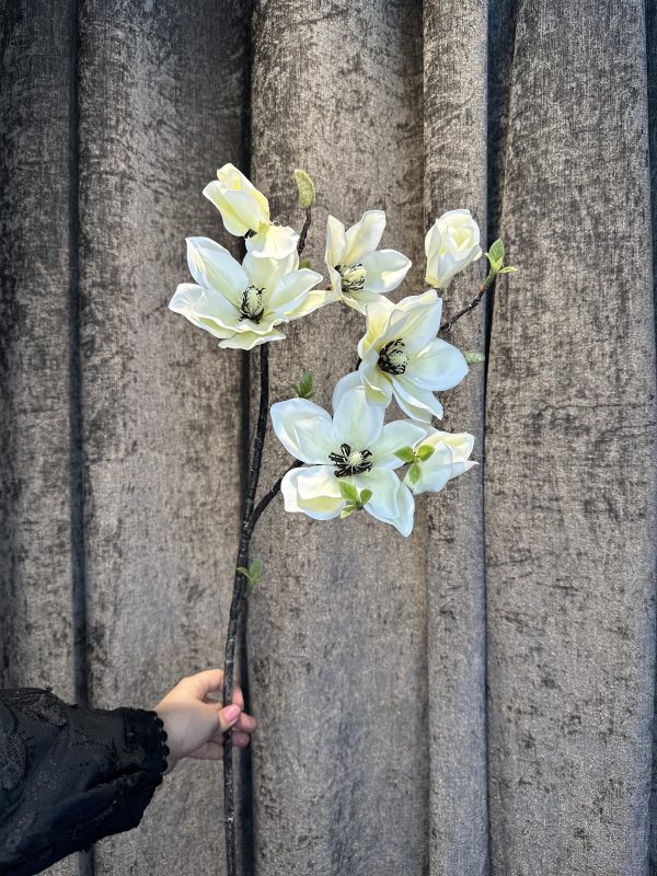 مگنولیا لمسی - تصویر 2