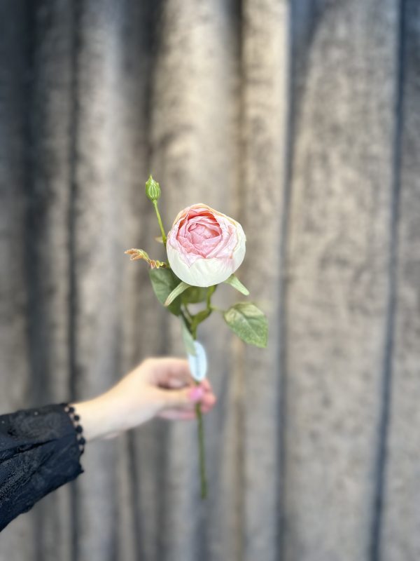 انمان پیونی - تصویر 5