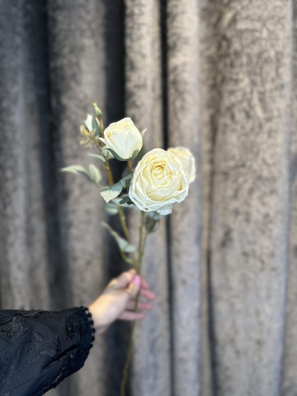 رز شیری