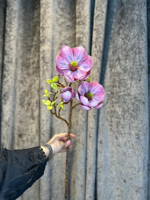 مگنولیا درجه یک - تصویر 4
