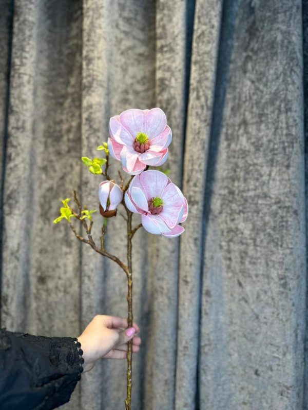 مگنولیا درجه یک - تصویر 2