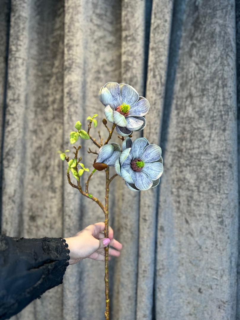 مگنولیا درجه یک