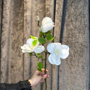 مگنولیا لمسی