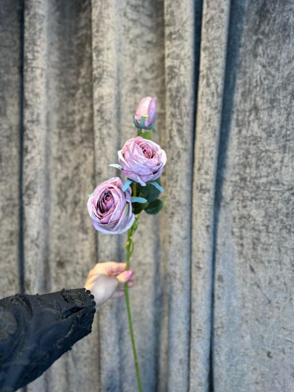 رز دوگل - تصویر 2