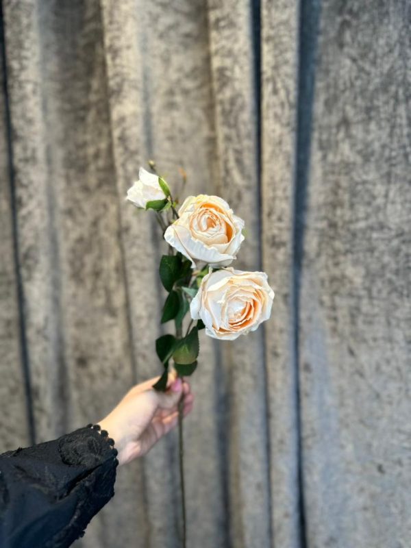رز سوخته باکارا F - تصویر 4