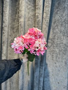 اورتانزیا لمسی