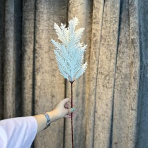 شاخه پامپاس