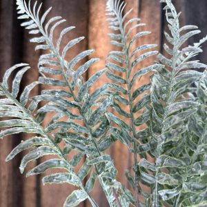 سرخس سفید سبز