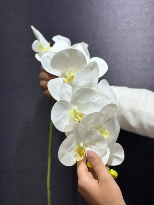 ارکیده لمسی درجه یک - Image 3