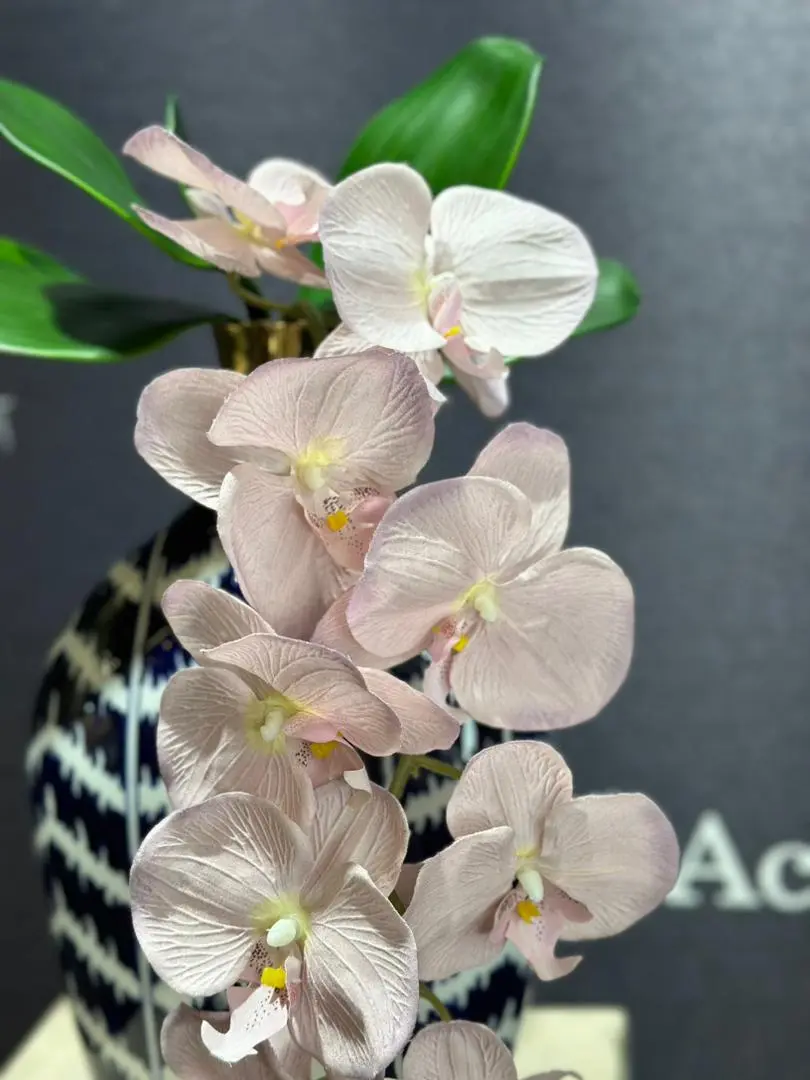 ارکیده پارچه ای درجه یک