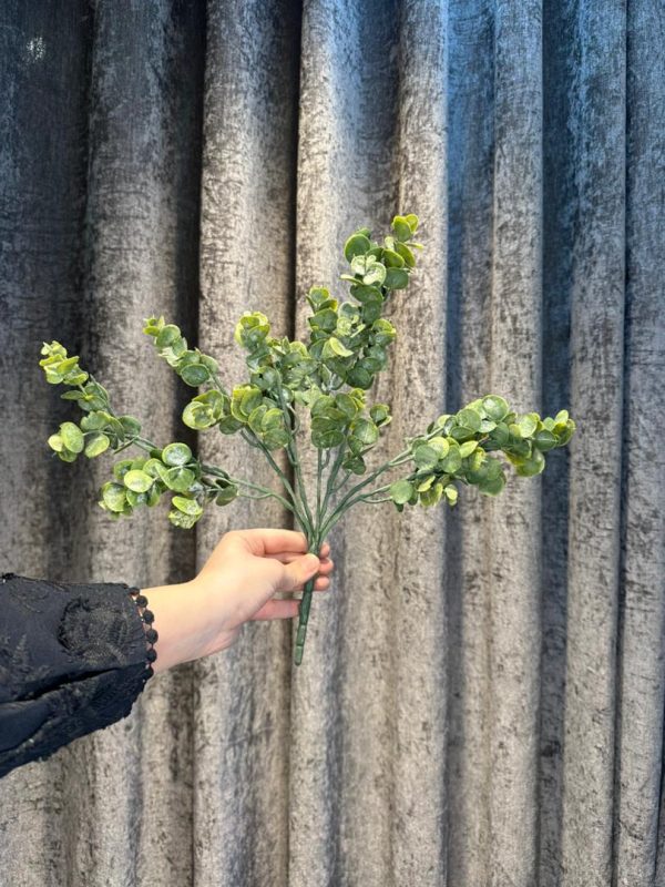 اوکالیپتوس چسبیده