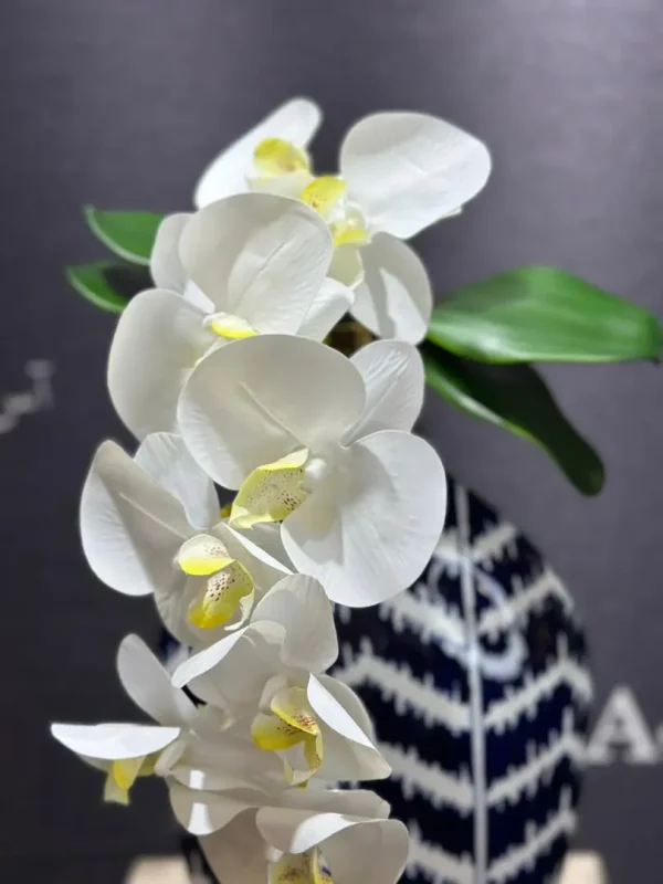 ارکیده لمسی ساقه روشن