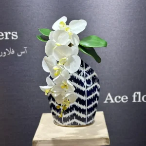 ارکیده لمسی ساقه روشن