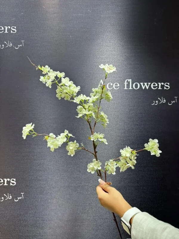 شکوفه سیب - Image 3