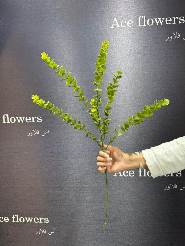 اوکالیپتوس روشن