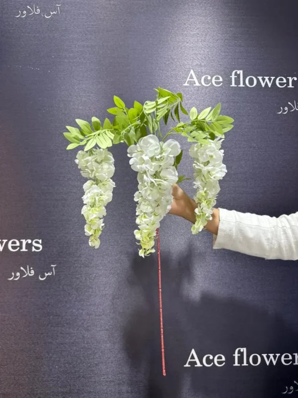 اویز اقاقیا
