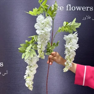 اویز اقاقیا