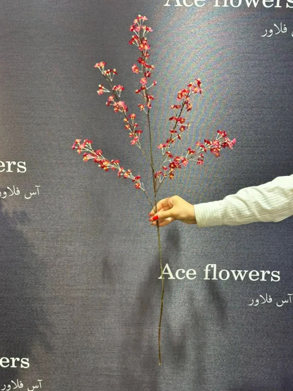 شکوفه