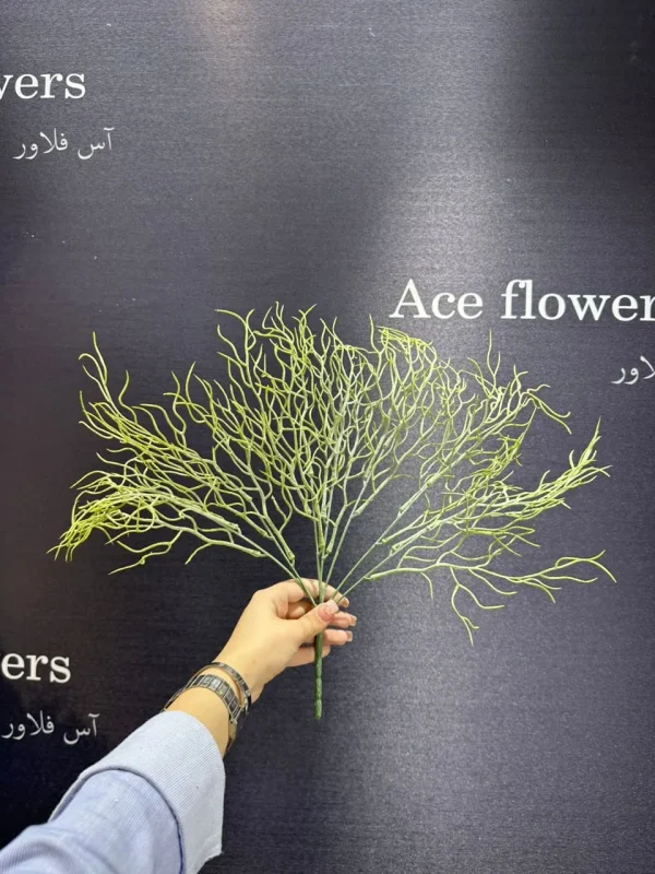 بوته موی - Image 3