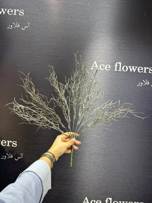 بوته موی - Image 4