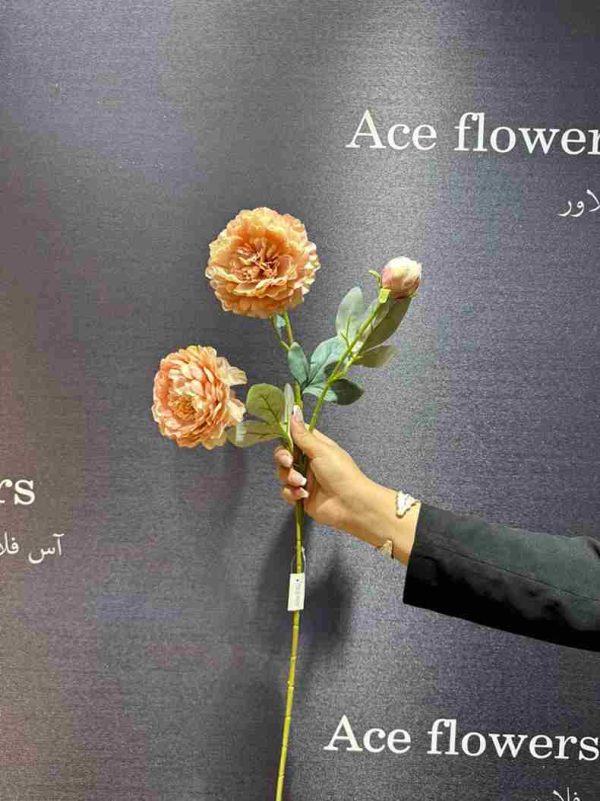 نباتی کثیف کوکب