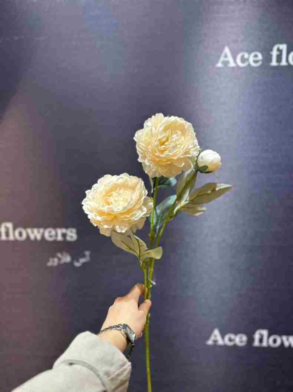 شاخه گل کوکب نباتی