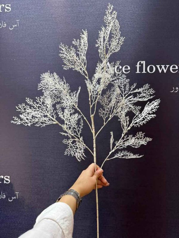 برگ ساپی ریکس سفید