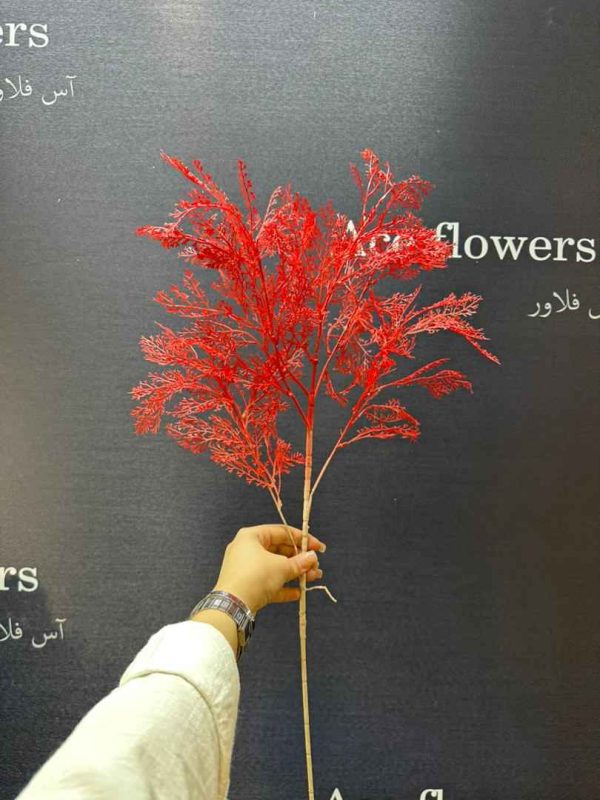 برگ سایپیریکس قرمز