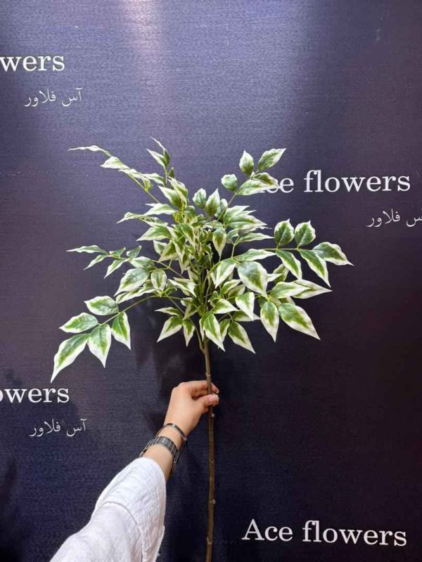 برگ سفید سبز