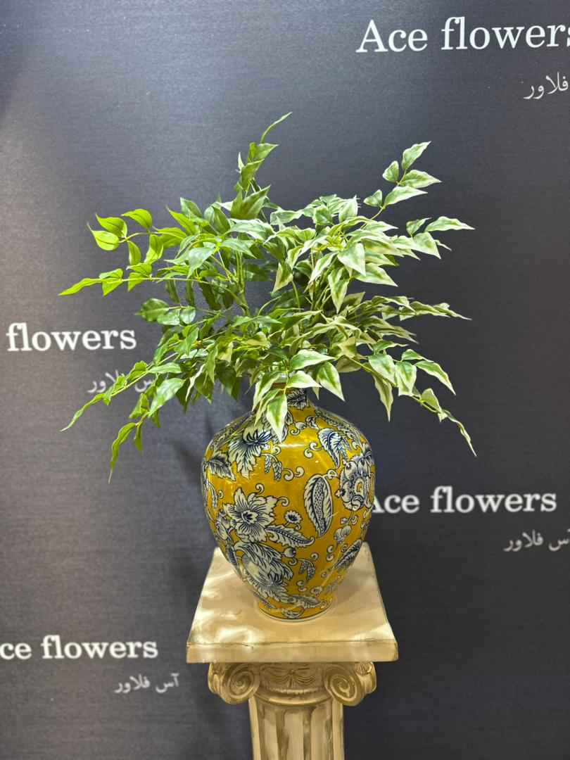 برگ بنجامین