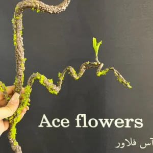 ریشه مصنوعی ۱۴۰ سانتی‌متری در کنار وسایل دکوری