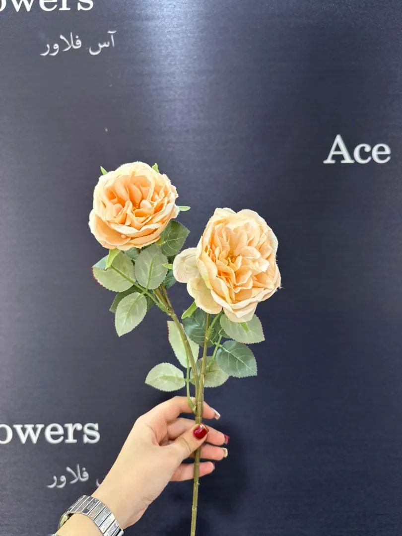 شاخه ژولیت سوخته - Image 4