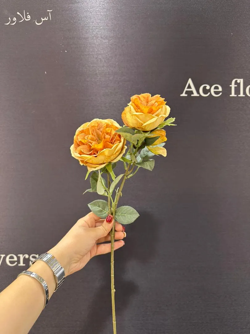 نمای نزدیک از گل ژولیت سوخته با رنگ نارنجی چرک