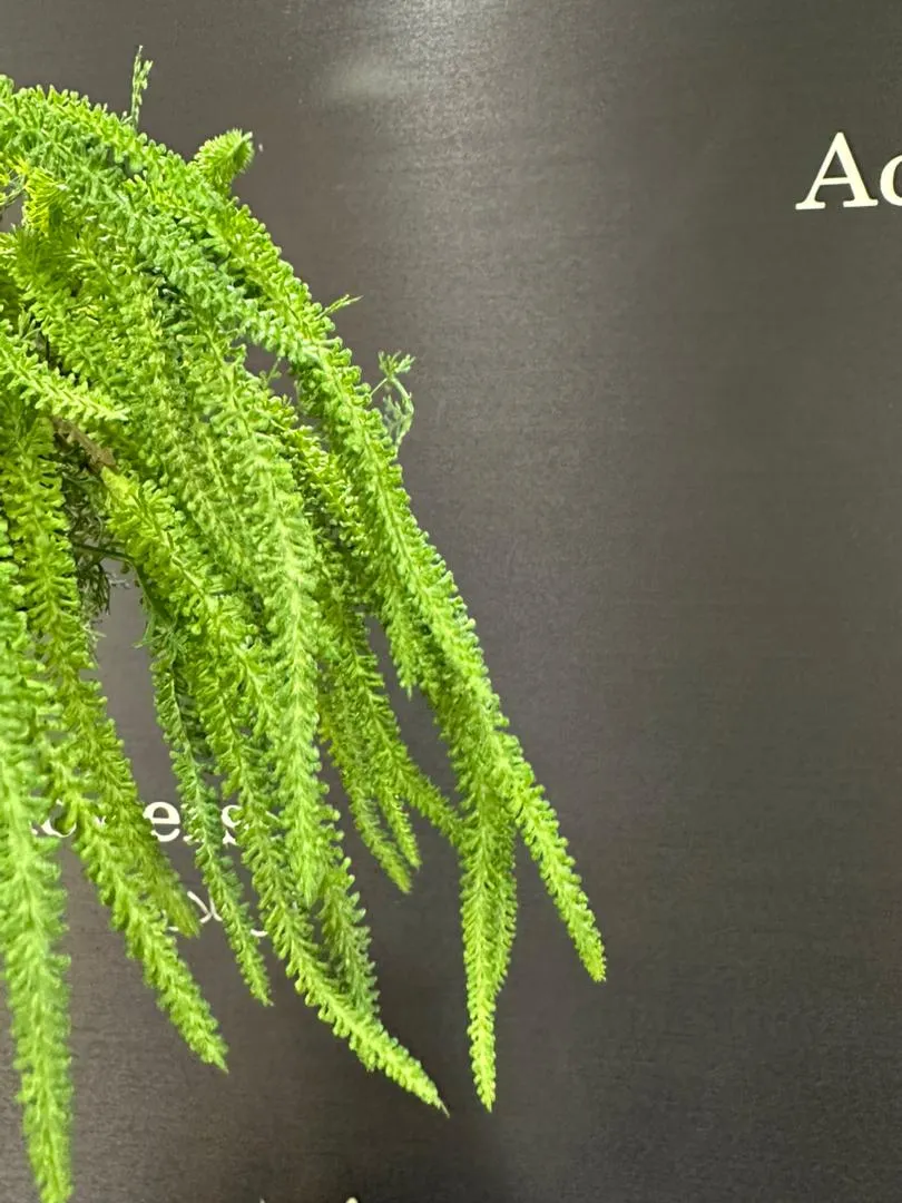 گل مصنوعی لیپودیوم - Image 3