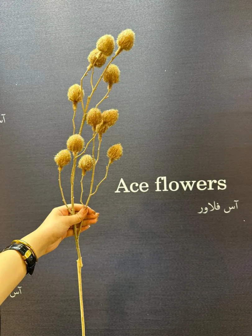 نمایش ارتفاع 79 سانتی متری شاخه پشمکی مینیمال در مقایسه با دست