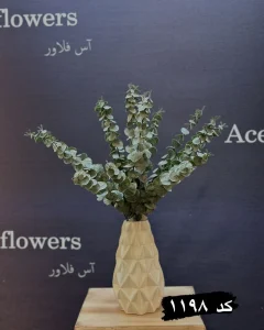 دسته اکالیپتوس گانیا رنگ دارک طبیعی