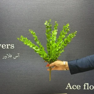 "دسته اکالیپتوس مصنوعی 12 شاخه سبز روشن برای دکوراسیون مدرن"