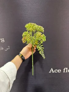 موگه رنگی هفت رنگ با برگ – انتخابی خاص برای گل‌آرایی مدرن